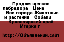 Продам щенков лабрадора › Цена ­ 20 000 - Все города Животные и растения » Собаки   . Красноярский край,Игарка г.
